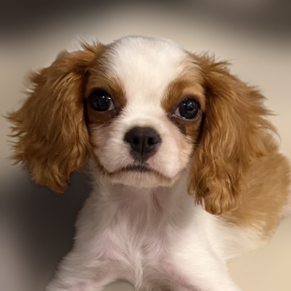 キャバリア(代表の家の犬)