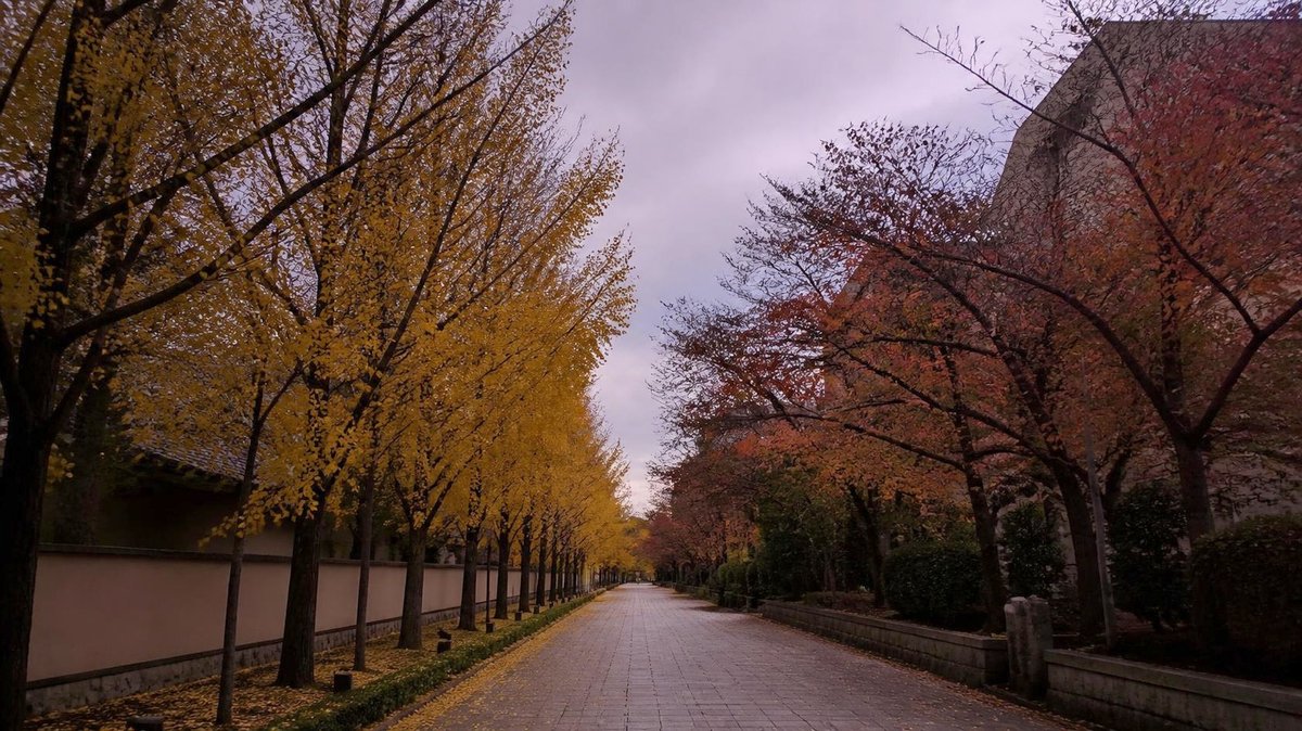 行方不明の家族を案じる、秋の朝の並木の歩道